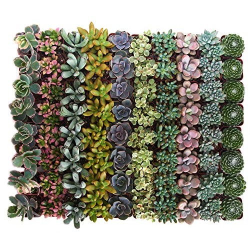 Shop Succulents | Soft Hue Collection | Assortment Of Hand Selec