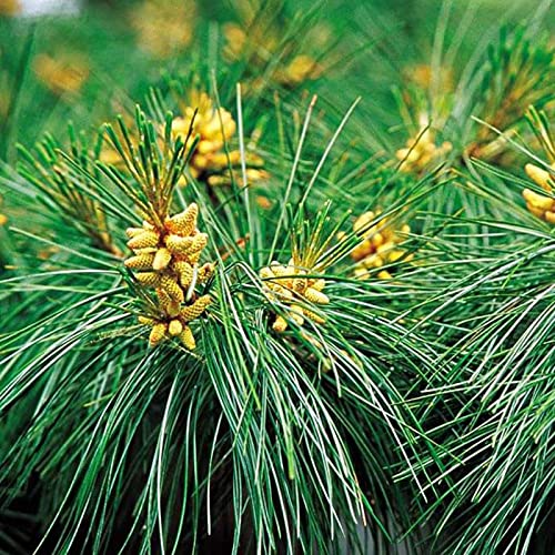 SIFANGDA Pine Needle Tea 松针茶 4oz115g Cut and Sifted Pure Na...
