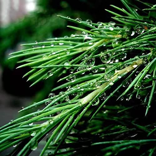 SIFANGDA Pine Needle Tea 松针茶 4oz115g Cut and Sifted Pure Na...