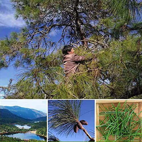 SIFANGDA Pine Needle Tea 松针茶 4oz115g Cut and Sifted Pure Na...