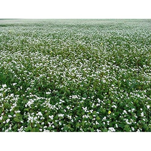 Skvira Buckwheat Groats Raw Green Gluten Free Gmo Free 800Gr/2