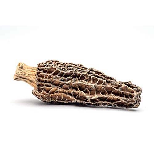Slofoodgroup Dried Morel Mushrooms Morchella Conica Gourmet Mo