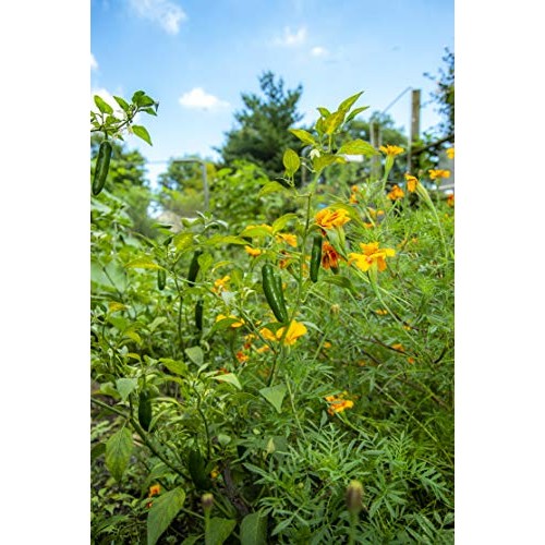 Small Axe Peppers Spicy Hot Sauce Set, 3 5 Oz- All Natural, Ko