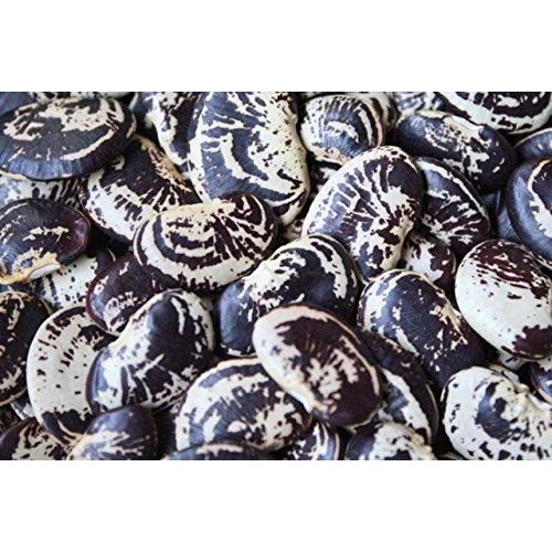 Heirloom Christmas Lima Beans- 21Oz Grown In The Usa!