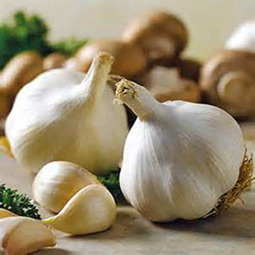 Snow Hill Himalayan Organic Garlic Bulb Grow On High Altitude, F