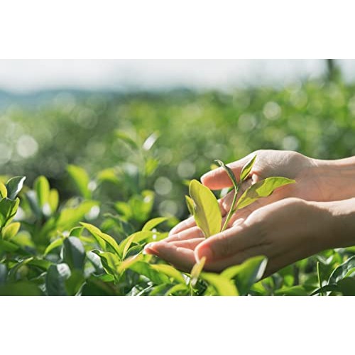 Southern Sweet Tea Company Peach Tea – 12-Pack 16Oz Sweet Peach ...