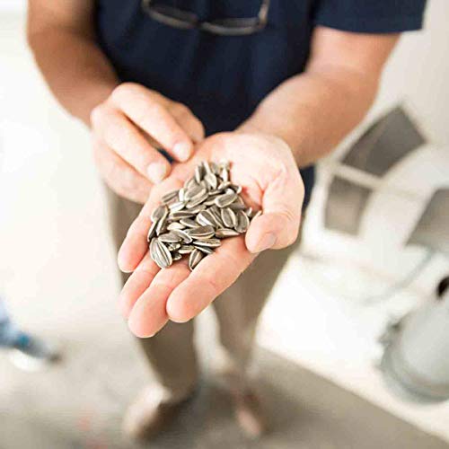 Spitz Sunflower Seeds, Salted, Original, 9 Count