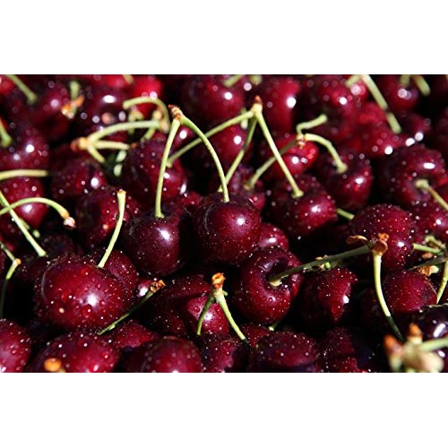 Stoneridge Orchards Organic Montmorency Cherries 4 Oz - Whole Dr