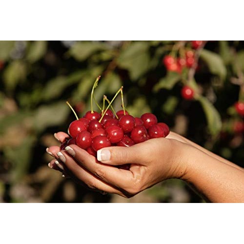 Stoneridge Orchards Organic Montmorency Cherries 4 Oz - Whole Dr