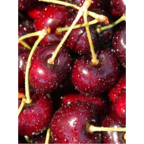 Stoneridge Orchards Organic Montmorency Cherries 4 Oz - Whole Dr