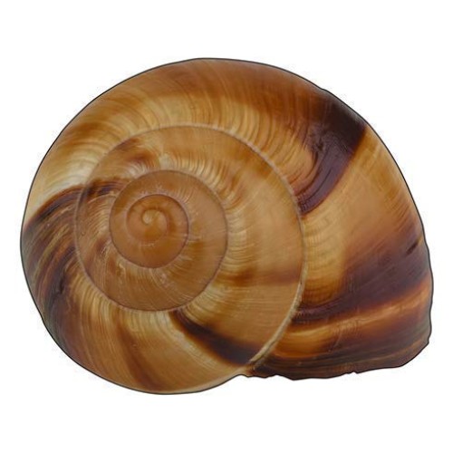 Straight From France Escargot Snail Shells Large 48 Count