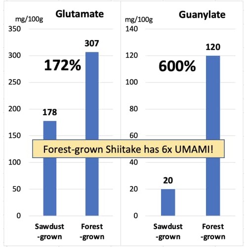Forest-grown Japanese Shiitake Powder 40g, Natural Umami Booster