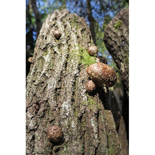 Japanese Dried Shiitake DONKO, 25-42mm, 70g