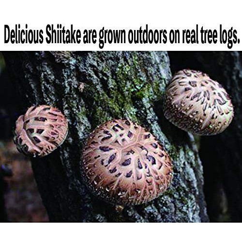 Japanese Dried Shiitake DONKO, 25-42mm, 70g