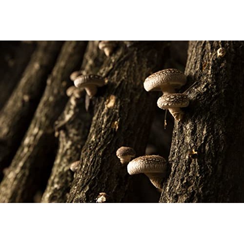 Organic Japanese Dried Shiitake DONKO, 25-42mm, 70g