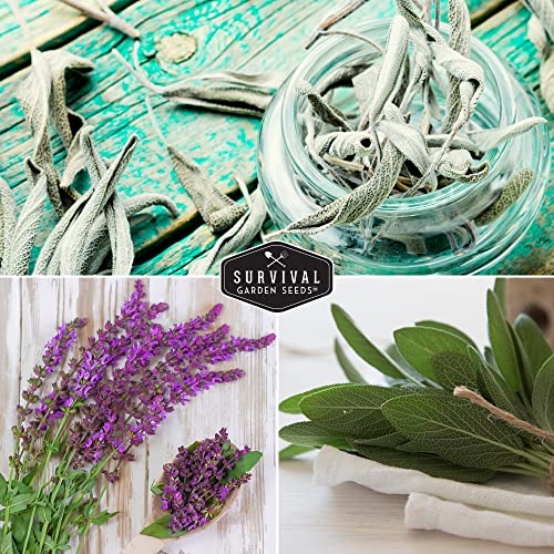 Survival Garden Seeds Sage Collection Seed Vault - White Sage S...