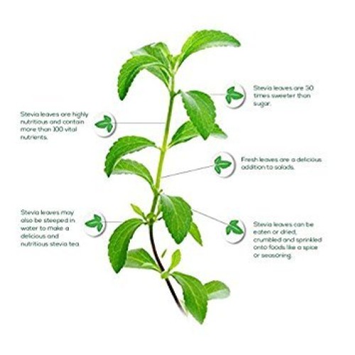 Sweetleaf Sweet Drops Pumpkin Spice 2 Pack