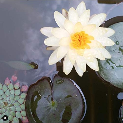 Taali Variety Pack Water Lily Pops 4-Pack - Four Delicious Fla