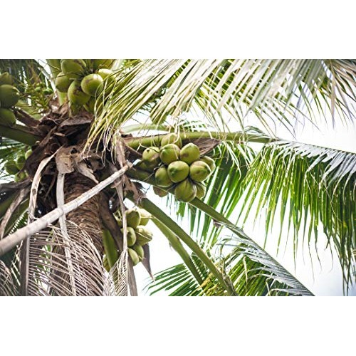 Taste Nirvana Real Coconut Water, Coco Pulp With Tender Coconut