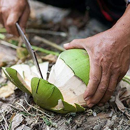 Taste Nirvana Real Coconut Water, Coco Pulp With Tender Coconut