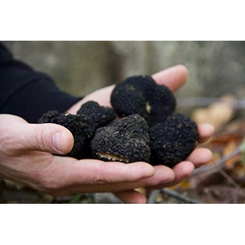 Fresh Black Burgundy Truffles Tuber Uncinatum 4 Ounces And Tas