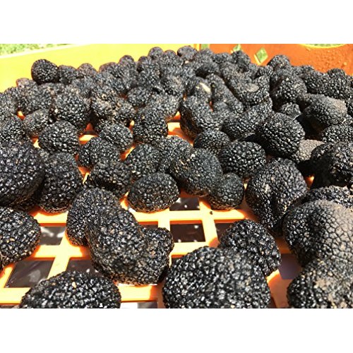 Fresh Summer Truffle Tuber Aestivum 4 Ounces