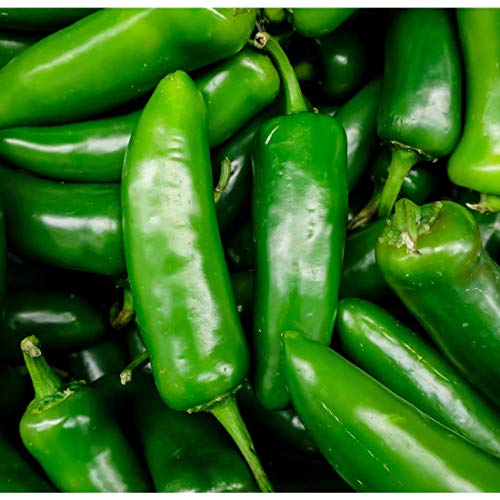 Fresh Jalapeno Peppers 1 Lb