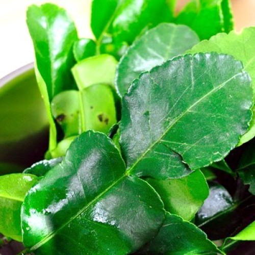Fresh Kaffir Lime Leaves Thai Lime Leaves 1 Oz. ใบมะกรูด,