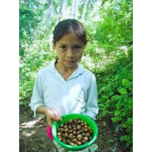 Capomo Herbal Coffee Substitute - Acid Free, Caffeine Free And G