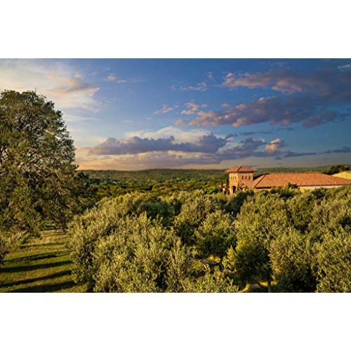 Balsamic Vinegar Combo 4 Pack 250Ml Each: Blackberry, Fig, Pea