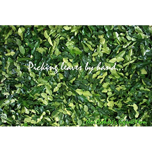 Blue Elephant : Kaffir-Lime-Leaves, Dried | Premium Gourmet Ingr