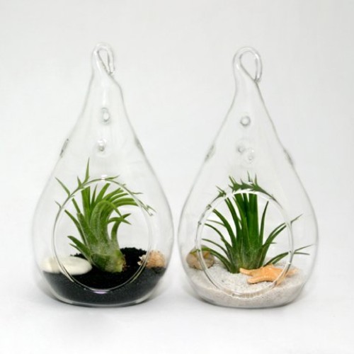 Air Plant Terrariums - Set Of 3 Air Plant Teardrop Terrariums -