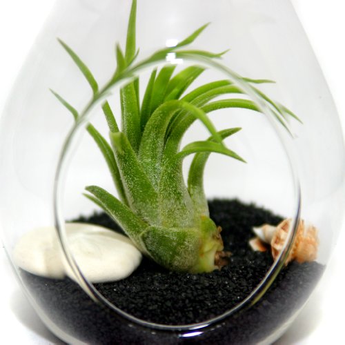 Air Plant Terrariums - Set Of 3 Air Plant Teardrop Terrariums -
