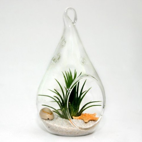 Air Plant Terrariums - Set Of 3 Air Plant Teardrop Terrariums -