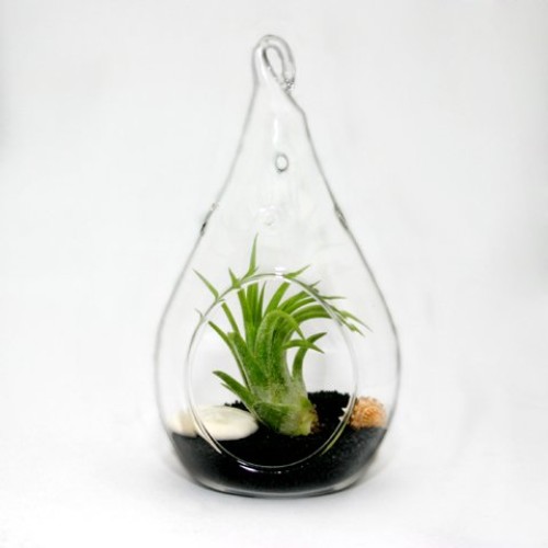Air Plant Terrariums - Set Of 3 Air Plant Teardrop Terrariums -