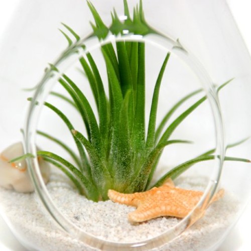 Air Plant Terrariums - Set Of 3 Air Plant Teardrop Terrariums -