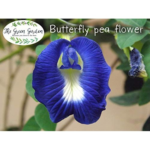 3 Pack 100% Dried Pure Butterfly Pea Flowers 1.60 Oz. 50 G. He