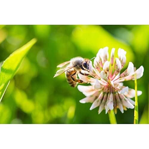 The Honey Jar - 48Oz 3Lbs Glass Jar Of Pure Raw Clover Honey |