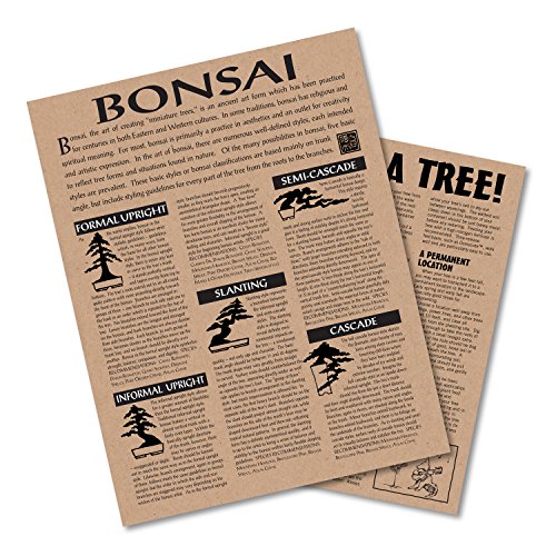 Bonsai Tree Bundle | Collection Of 5 Live Tree Seedlings | The J
