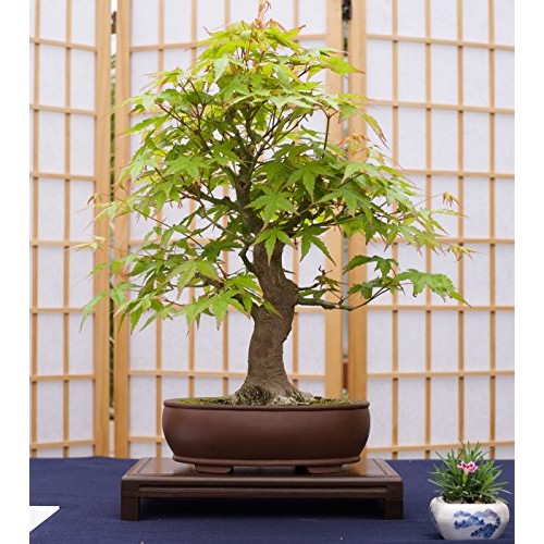 Bonsai Tree Bundle | Collection Of 5 Live Tree Seedlings | The J