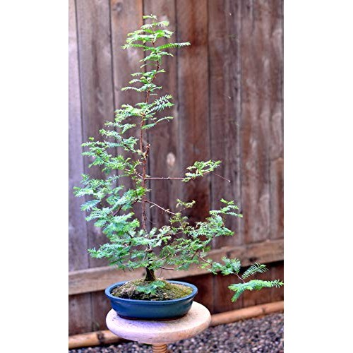 Bonsai Tree Bundle | Collection Of 5 Live Tree Seedlings | The J