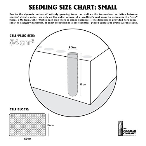 Bonsai Tree Bundle | Collection Of 5 Live Tree Seedlings | The J