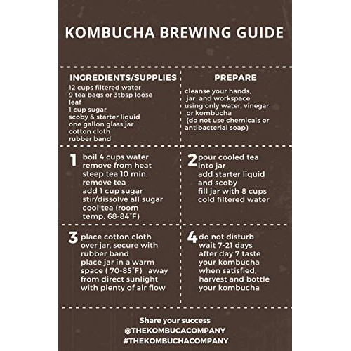 The Kombucha Company Large Kombucha Scoby |16 Ounce Bottle Of St
