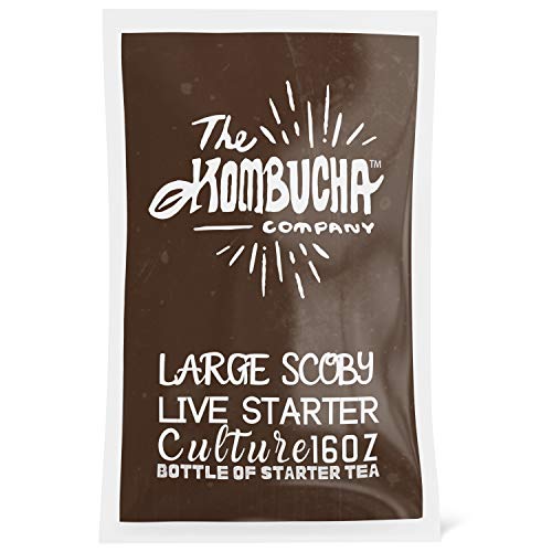The Kombucha Company Large Kombucha Scoby |16 Ounce Bottle Of St