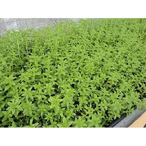 300 Limnophila Aromatica seeds Rice Paddy Herb Rau Ngo Om seeds ...