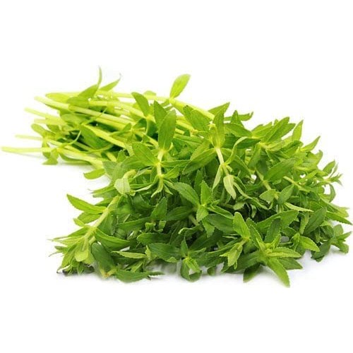 300 Limnophila Aromatica seeds Rice Paddy Herb Rau Ngo Om seeds ...