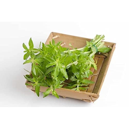 300 Limnophila Aromatica seeds Rice Paddy Herb Rau Ngo Om seeds ...