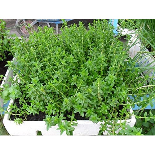 300 Limnophila Aromatica seeds Rice Paddy Herb Rau Ngo Om seeds ...