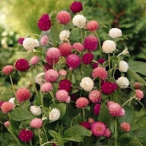 300 Seeds Mixed Color Globe Amaranth Flower Seeds for Planting G...