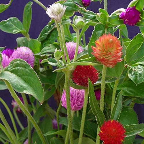 300 Seeds Mixed Color Globe Amaranth Flower Seeds for Planting G...
